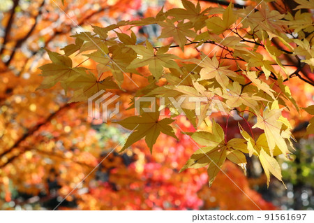 Autumn leaves 91561697