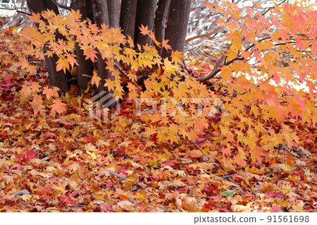 Autumn leaves 91561698