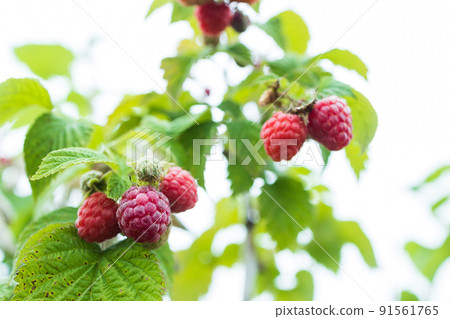 Raspberries in the garden tree 91561765