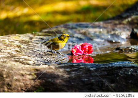 Wild birds at Ishibashi Cultural Center, Kurume City 91561892