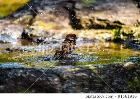 Wild birds at Ishibashi Cultural Center, Kurume City 91561910