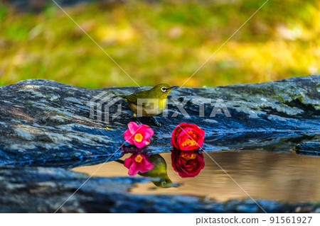 Wild birds at Ishibashi Cultural Center, Kurume City Wild birds at Ishibashi Cultural Center, Kurume City 91561927