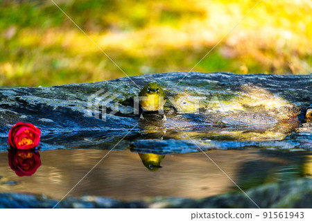Wild birds at Ishibashi Cultural Center, Kurume City Wild birds at Ishibashi Cultural Center, Kurume City 91561943