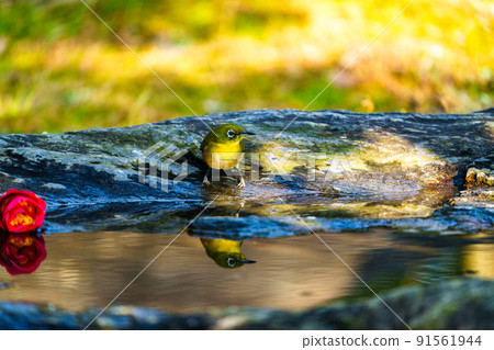 Wild birds at Ishibashi Cultural Center, Kurume City Wild birds at Ishibashi Cultural Center, Kurume City 91561944