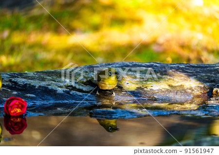 Wild birds at Ishibashi Cultural Center, Kurume City 91561947