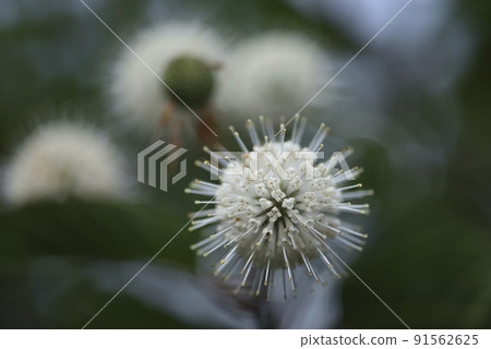 Plants in the park bloom with white cotton ball-like flowers 91562625