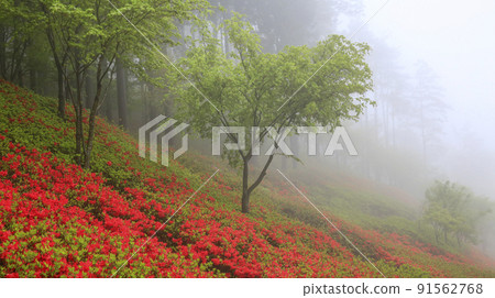 A hill road with azalea flowers in the morning mist 91562768
