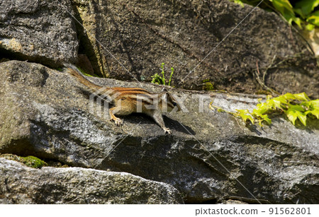 A squirrel seen in a mountain valley A squirrel seen in a mountain valley 91562801