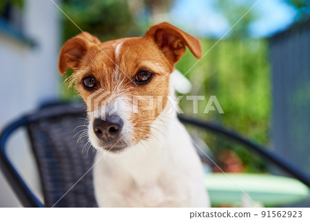 Cute dog portrait outdoors, Jack Russell terrier sitting at balcony on summer day, Funny pet looking at camera 91562923