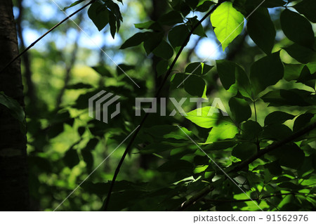 Image of environment, fresh green, green, nature, eco [July] 91562976