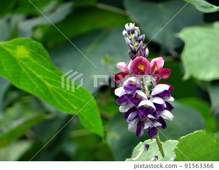 Kuzu no Hana 91563366