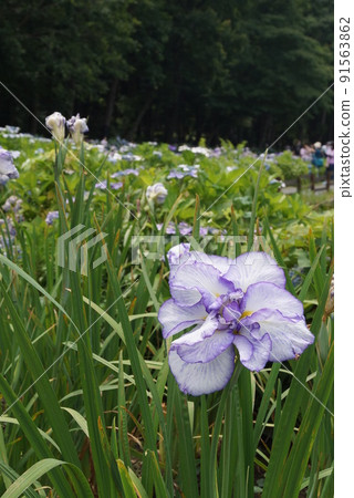 上尾丸山公園鳶尾花園 上尾丸山公園鳶尾花園 91563862