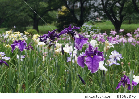 Ageo Maruyama Park Iris Garden 91563870