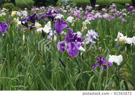 上尾丸山公園鳶尾花園 91563872