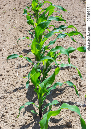 Closeup of green corn sprouts planted in neat rows against a blue sky. Copy space, space for text. Agriculture Closeup of green corn sprouts planted in neat rows against a blue sky. Copy space, space for text. Agriculture 91564484