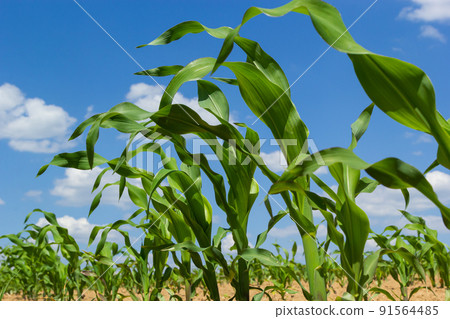 Young Green wheat seedlings growing in a soil field. Close up on sprouting rye agricultural on a field in sunset 91564485