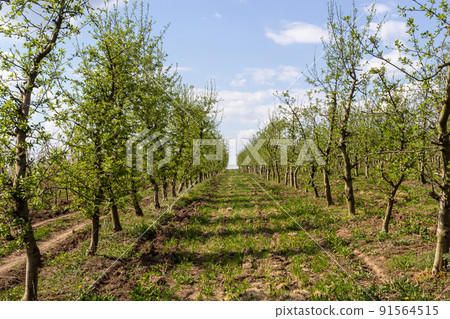 Fruit trees planted in a row on the farm. Early spring agricultural work. Apple orchard. Furrows on the ground. Fields for different crops. Agriculture 91564515