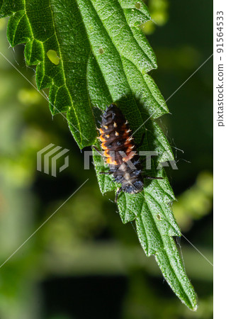 Ladybug insect larva or pupa Coccinellidae closeup. Pupal stage feeding on green vegetation closeup Ladybug insect larva or pupa Coccinellidae closeup. Pupal stage feeding on green vegetation closeup 91564533