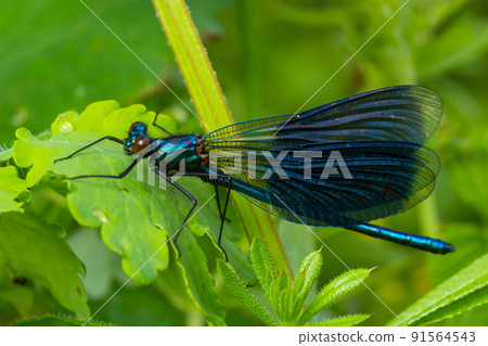 Banded demoiselle, Calopteryx splendens, sitting on a blade of grass. Beautiful blue demoiselle in its habitat. Insect portrait with soft green background. Wildlife scene from nature 91564543