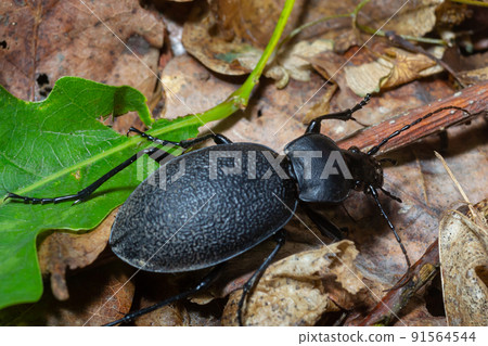 Carabus coriaceus is a species of beetle widespread in Europe, where it is primarily found in deciduous forests and mixed forests. Carabus coriaceus is a species of beetle widespread in Europe, where it is primarily found in deciduous forests and mixed forests. 91564544