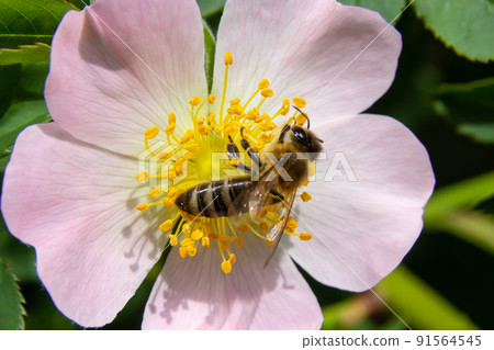 Honey bee Apis Mellifera is collecting pollen on white flower of bush dog rose. Latin rosa canina, similar to a sweet briar also called eglantine state flower or state symbol of Iowa and North Dakota Honey bee Apis Mellifera is collecting pollen on white flower of bush dog rose. Latin rosa canina, similar to a sweet briar also called eglantine state flower or state symbol of Iowa and North Dakota 91564545