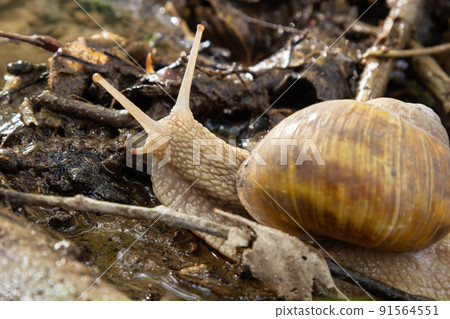 Burgundy snail, Helix, Roman snail, edible snail, escargot, on the surface of old stump with moss in a natural environment. Green moss and mold growing on the old tree trunk. Burgundy snail, Helix, Roman snail, edible snail, escargot, on the surface of old stump with moss in a natural environment. Green moss and mold growing on the old tree trunk. 91564551