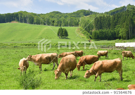 Photographing the scenery of cows grazing on a ranch in Kikonai Town, Hokkaido in the summer 91564676