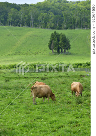 Photographing the scenery of cows grazing on a ranch in Kikonai Town, Hokkaido in the summer Photographing the scenery of cows grazing on a ranch in Kikonai Town, Hokkaido in the summer 91564680