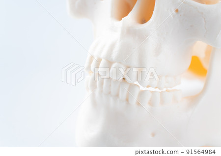 Skull model Skull model 91564984