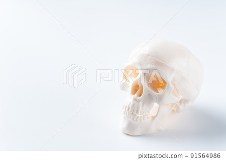 Skull model Skull model 91564986