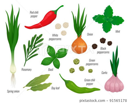 Cartoon spices set. Onion chili peppers, green herbs and basil. Oriental flavor spice, isolated peppercorns and culinary ingredients. Racy cooking raw vector clipart 91565178