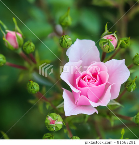 Pink rose Bonica with buds in the garden. Perfect for background of greeting cards 91565291