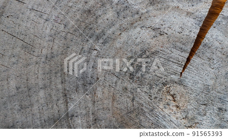 Background from cross section of tree trunk. Abstract texture from the rings of old weathered wood with a crack 91565393