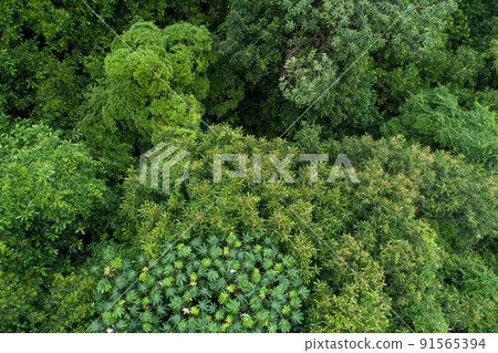 Aerial view of beautiful forest mountain landscape 91565394