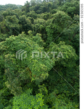 Aerial view of beautiful forest mountain landscape 91565395