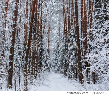 Snowy winter forest with beautiful trunks of pines and white snowy path. A lot of thin twigs covered with snow 91565452