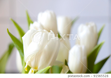 A flowering bouquet of white tulips. Congratulations on the holiday. A flowering bouquet of white tulips. Congratulations on the holiday. 91565528
