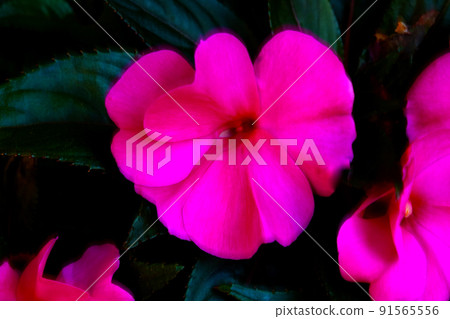 Red flowering houseplant. Bouquet of blooming flowers. 91565556