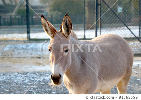 Przewalski's horse is a species or subspecies of a wild horse. Przewalski's horse is a species or subspecies of a wild horse. 91565559