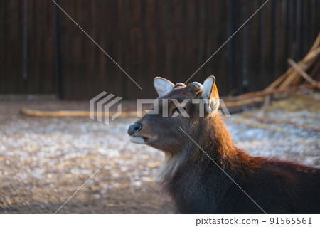 Close-up of a deer. Portrait of a deer without antlers. Wildlife. Close-up of a deer. Portrait of a deer without antlers. Wildlife. 91565561