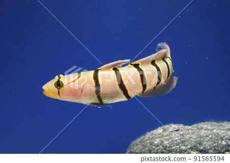 Kinubari goby 91565594