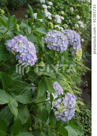 Hydrangea 91565733