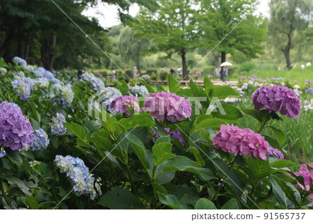 Hydrangea 91565737