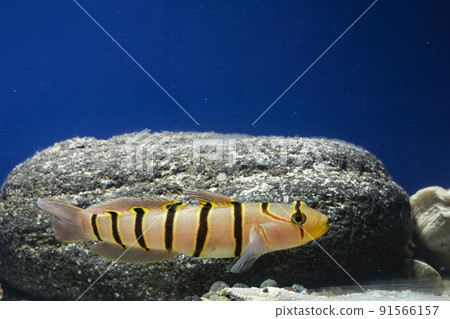 Kinubari goby Kinubari goby 91566157