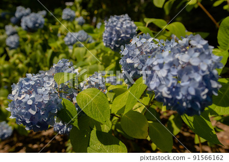 Hydrangea Hydrangea 91566162