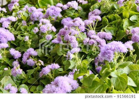 Ageratum of the Asteraceae family blooming in the garden in early summer Ageratum of the Asteraceae family blooming in the garden in early summer 91566191