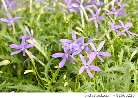 Isotoma of the bellflower family blooming in the garden in early summer 91566226