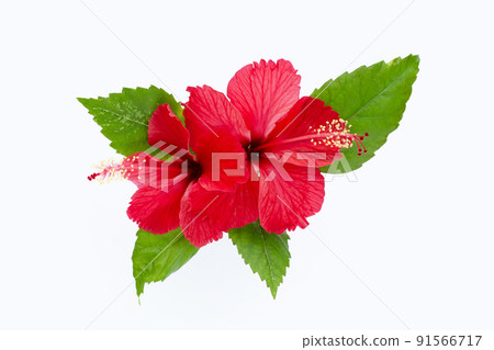 Hibiscus flower on white background. 91566717