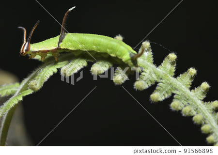 green caterpillar on fern 91566898