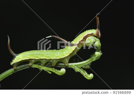 green caterpillar on fern 91566899